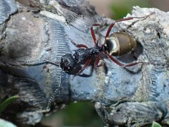Dolichoderus doriae