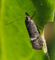 Leistomorpha brontoscopa