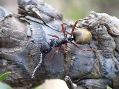 Dolichoderus doriae