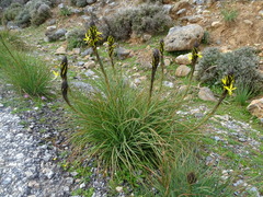 Asphodeline lutea