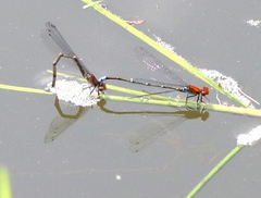 Pseudagrion massaicum
