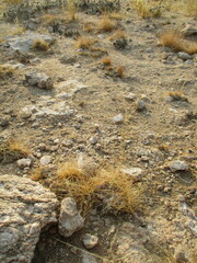 Eragrostis nindensis