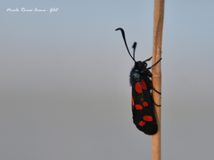 Zygaena filipendulae