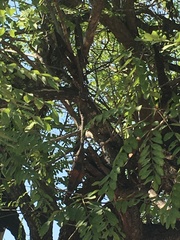 Xanthocercis zambesiaca