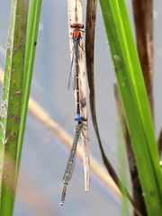 Pseudagrion massaicum