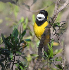 Pachycephala fuliginosa