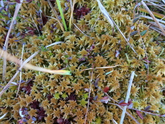 Sphagnum angustifolium