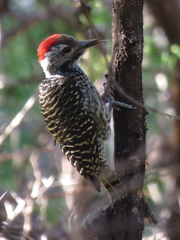 Chloropicus fuscescens