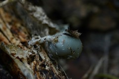 Psilocybe weraroa
