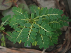 Phyllanthus urinaria hookeri