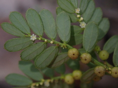Phyllanthus urinaria hookeri