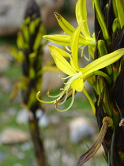 Asphodeline lutea