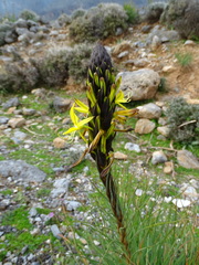 Asphodeline lutea