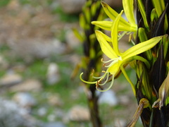 Asphodeline lutea