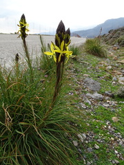 Asphodeline lutea