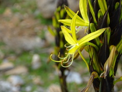 Asphodeline lutea