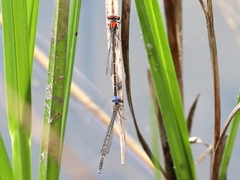 Pseudagrion massaicum