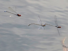 Pseudagrion massaicum