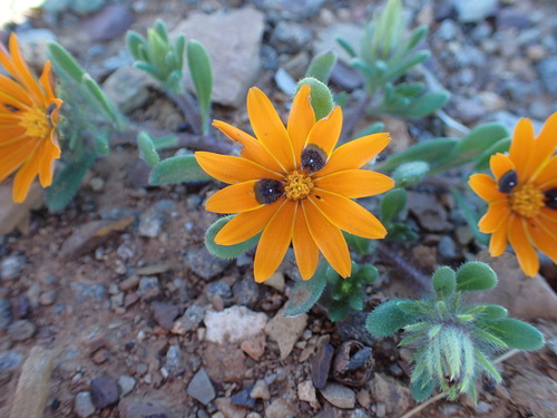 Image of Gorteria diffusa by no rights reserved