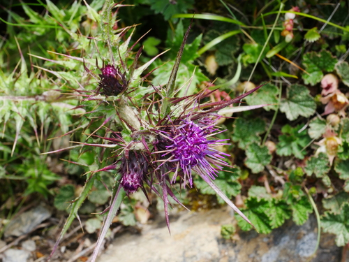 Image of Cirsium arisanense by (c) Jacy Chen, some rights reserved (CC BY)