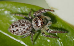 Opisthoncus nigrofemoratus