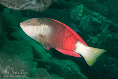 Notolabrus gymnogenis