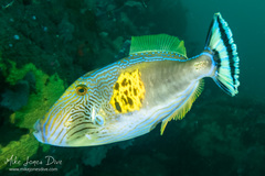 Meuschenia freycineti