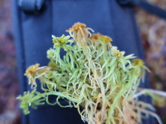 Sphagnum angustifolium