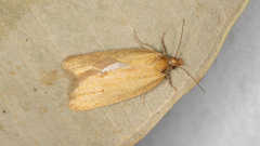 Clepsis divulsana