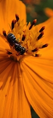 Ceratinidia