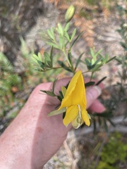 Gompholobium latifolium