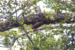 Chloropicus griseocephalus