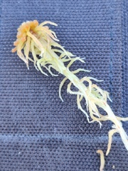 Sphagnum angustifolium