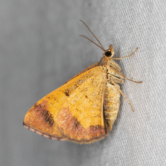 Chrysolarentia mecynata