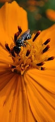 Ceratinidia