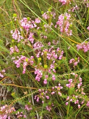 Erica cubica