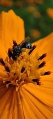 Ceratinidia