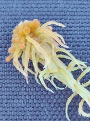 Sphagnum angustifolium