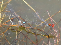 Pseudagrion massaicum