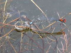 Pseudagrion massaicum