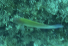 Stethojulis interrupta