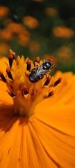 Ceratinidia