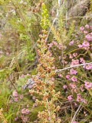 Erica hispidula