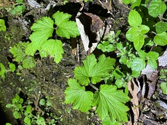 Eriocapitella vitifolia