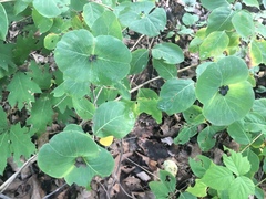 Lonicera flava