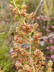 Erica hispidula