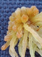 Sphagnum angustifolium