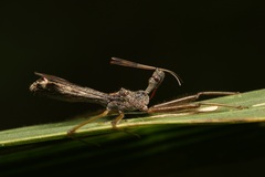 Nagusta
