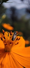 Ceratinidia