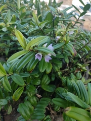 Veronica elliptica